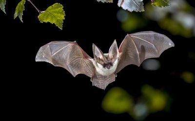 Bat Control