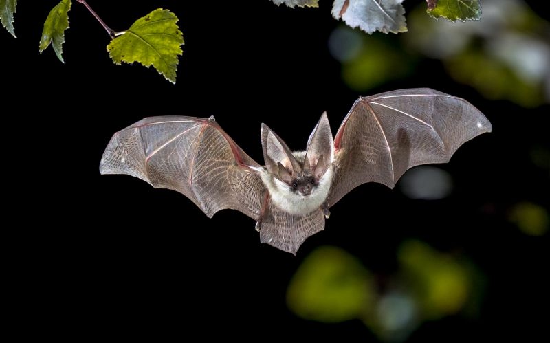 Bat Control