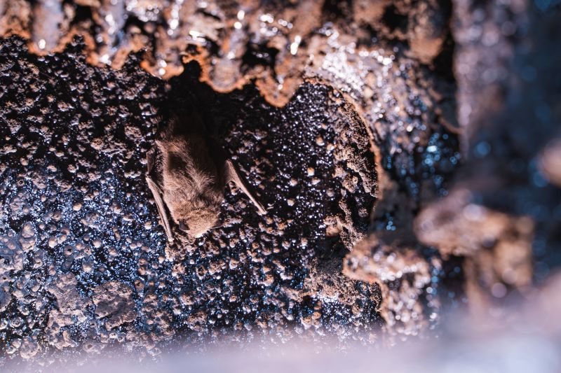 Completed Bat Exclusion