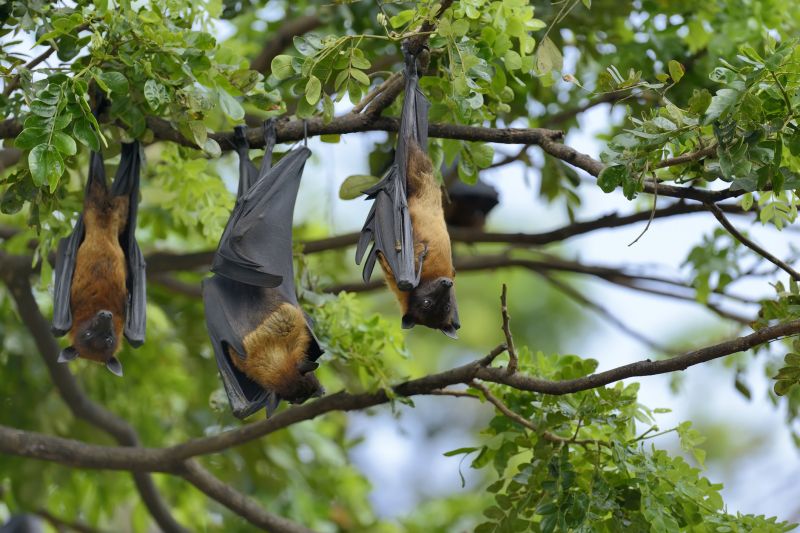 Bat Habitats
