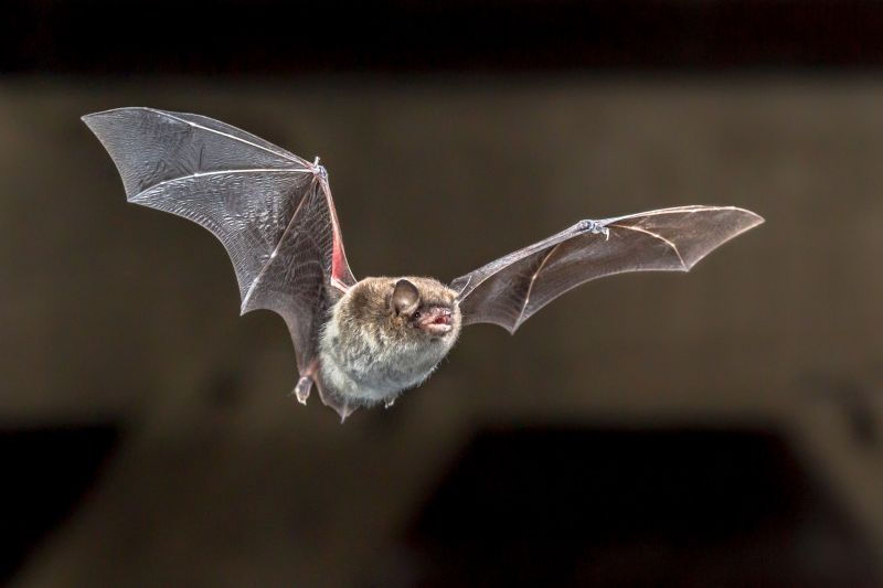 Seasonal Bat Activity