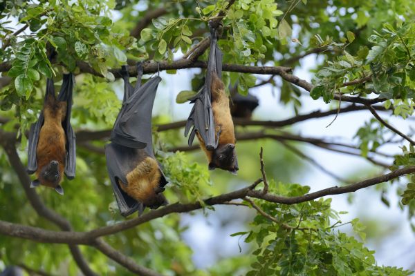 Bat Prevention