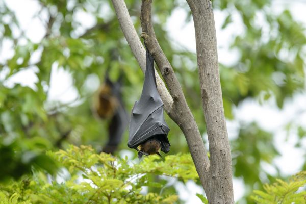 Bat Infestation Removal
